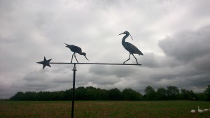 Les oiseaux du marais